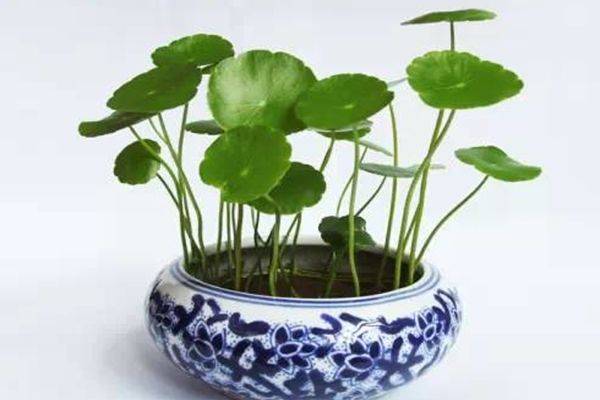 鐵樹(shù)開(kāi)花與生肖的神秘聯(lián)系，探尋文化中的美好寓意